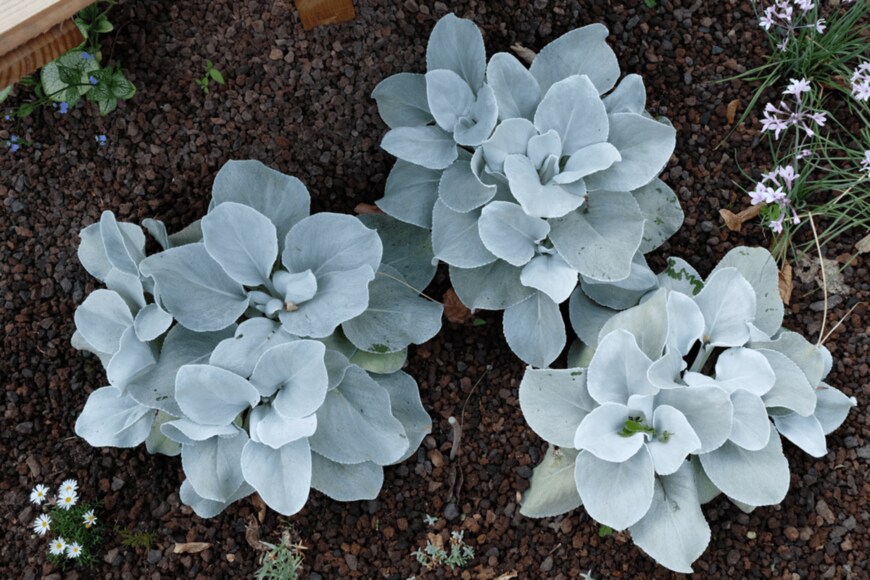 DRIMOROND/shutterstock.com