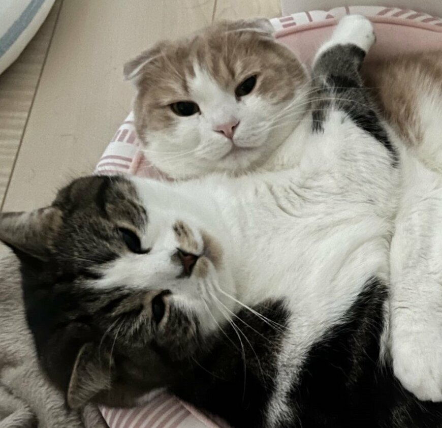 出所：@torotolo106106