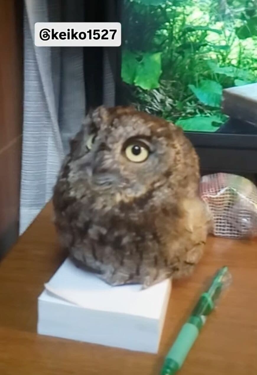 出所：@keiko1527