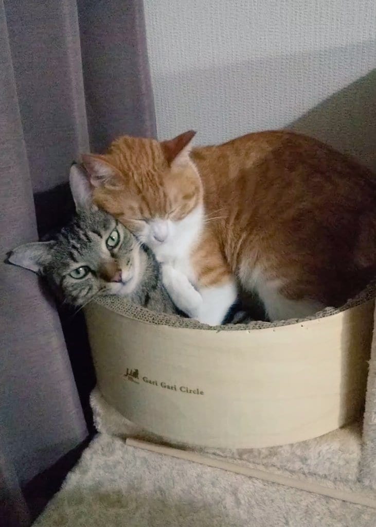 出所：@mero627puri914