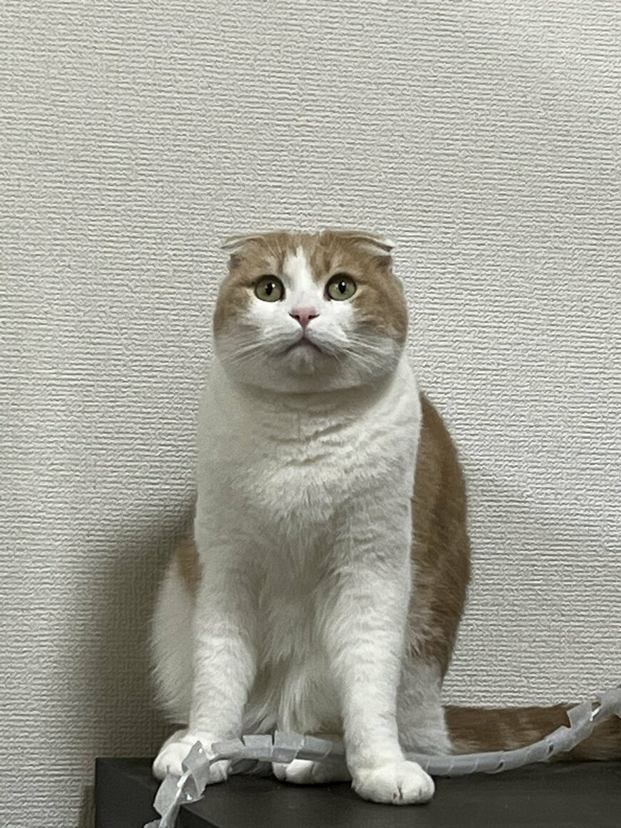 出所：@torotolo106106