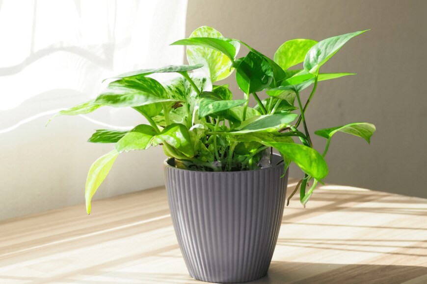 Khaohom Mali/shutterstock.com