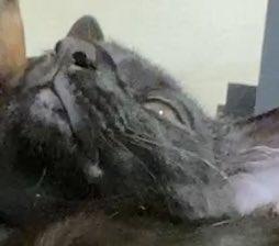 出所：@00shitemita