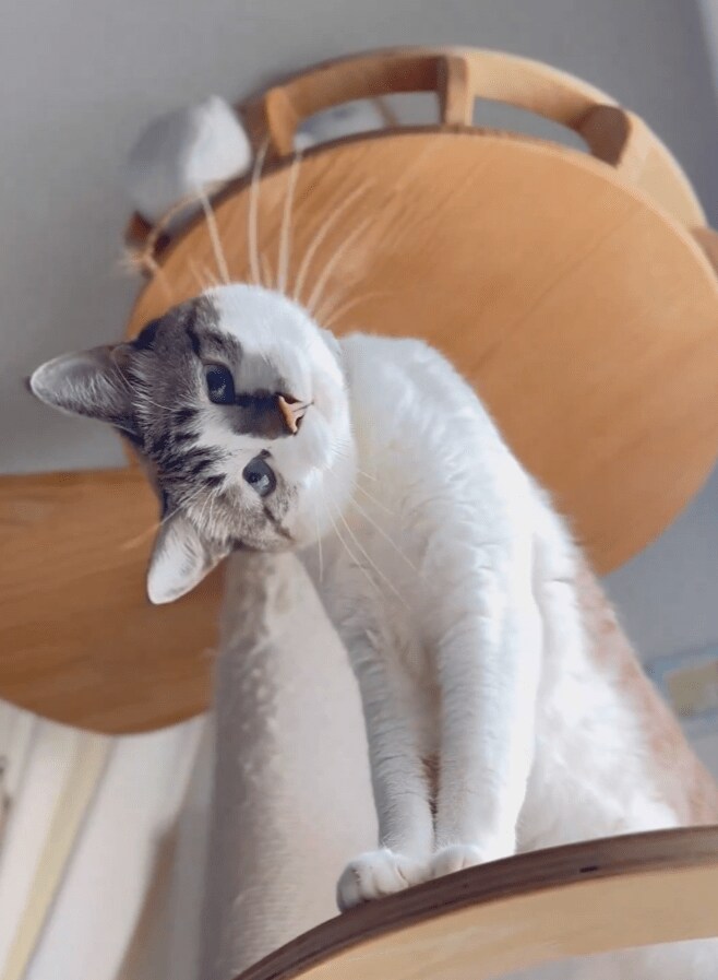 出所：@piennekomint