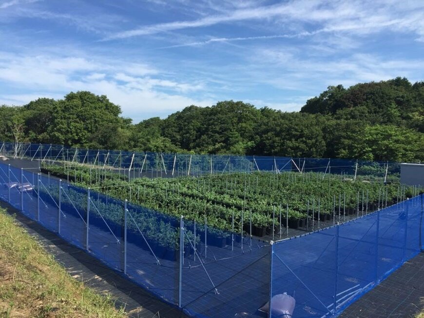 開墾した土地とブルーベリーのポット（資料提供：ブルーベリーヒル淡路）