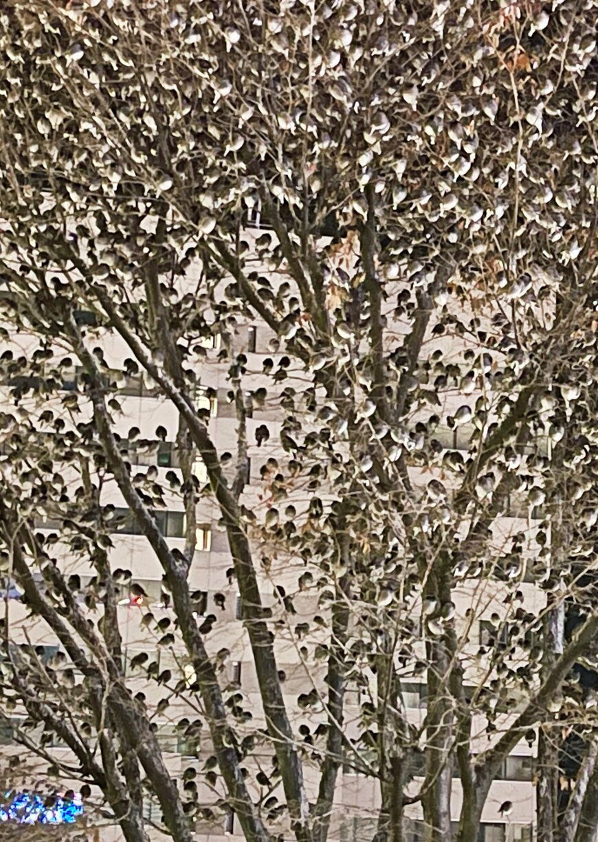 出所：@nyaaa_____nchu