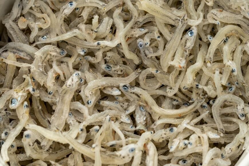 シラスの中から「2匹のチリメンモンスター」を発見　滅多に出会えない魚たちに「なんか感動します」