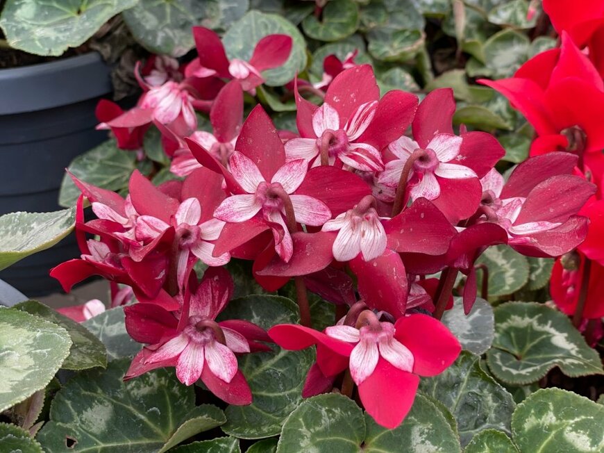 冬こそレッドが映える庭《大人シックな深紅の花咲く》多年草・一年草4選【玄関先の寄せ植えにも】