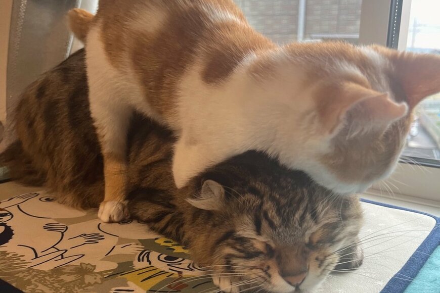 保護猫に優しく教える先輩猫の「幸せのにゃんプロレス」動画がXで話題
