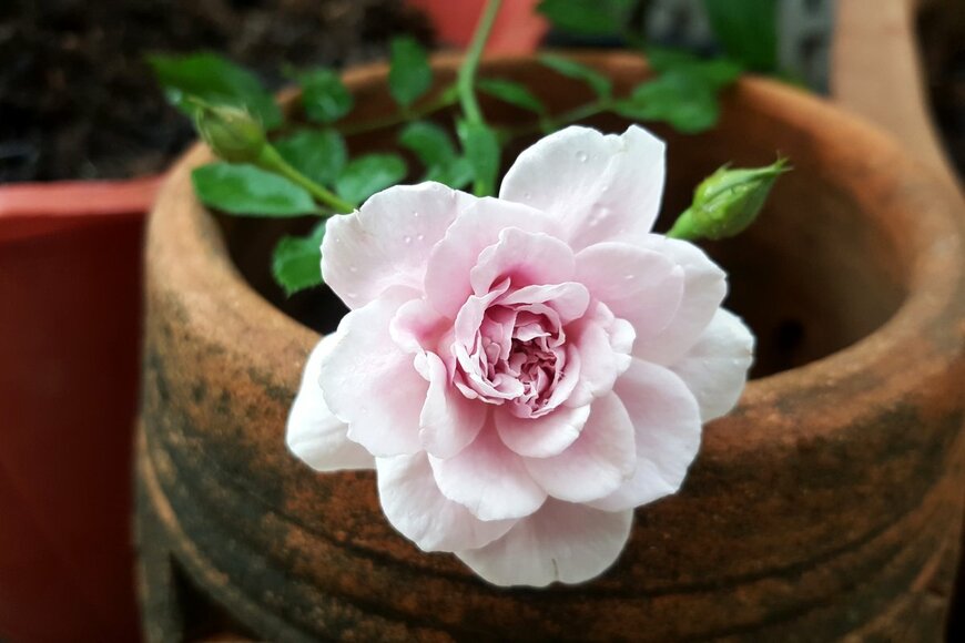 Breeziebear/Shutterstock.com