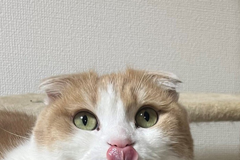 猫の「かわいい妖怪」2匹の姿に爆笑の声　ホッコリ写真が話題