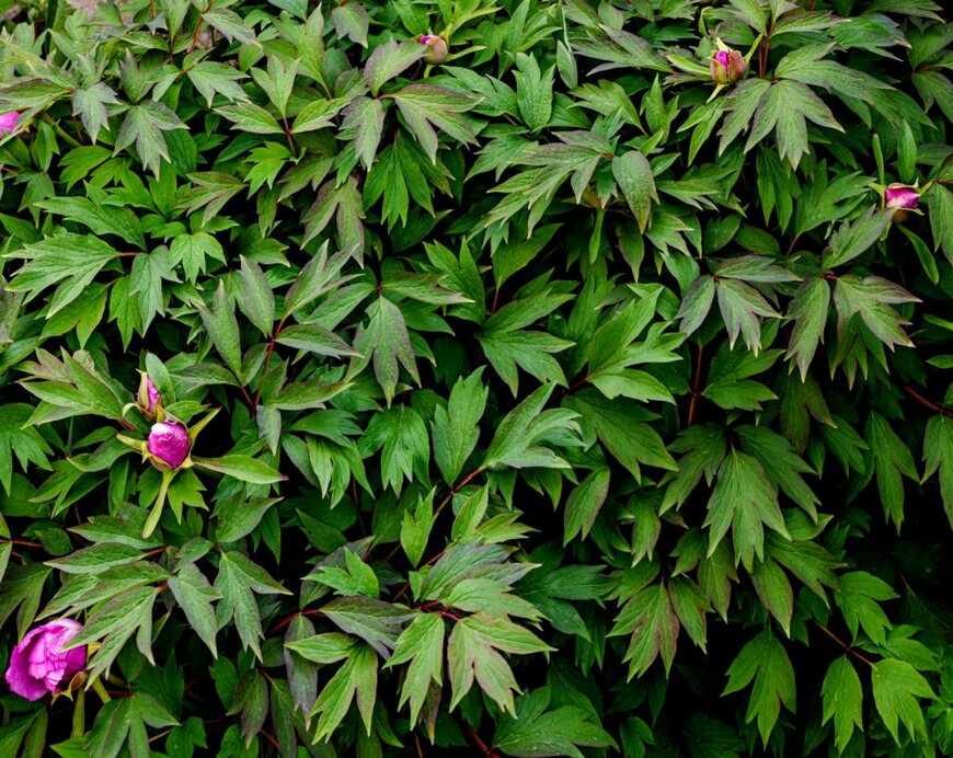 Mabeline72/shutterstock.com