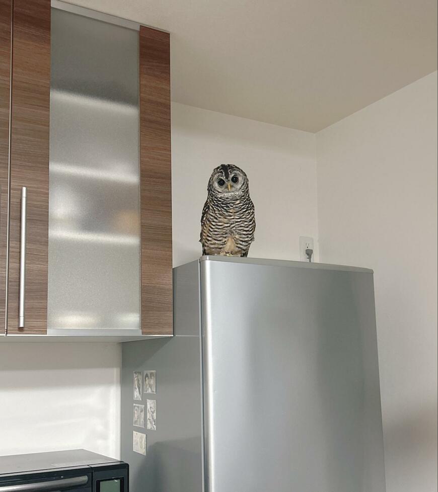 出所：@kanata_akas