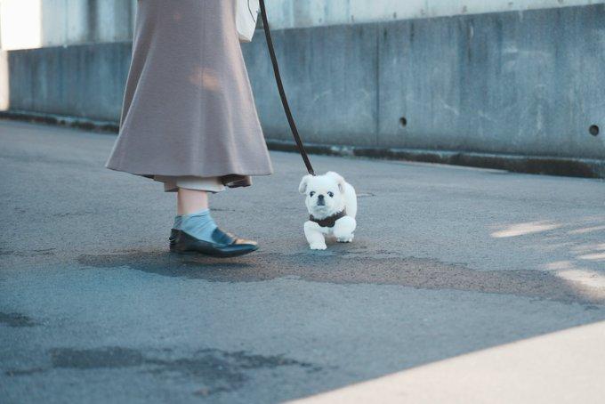 提供：@numbo_pekingeseさん