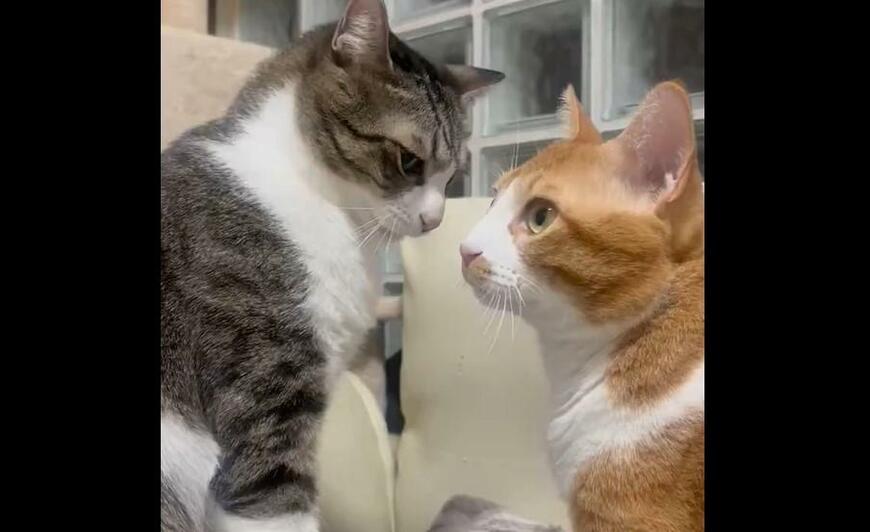 元保護猫達のケンカに1万いいね　「ケンカした事ない人同士みたい」で笑ってしまう