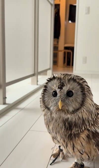 出所：@hiji.mozu_owl