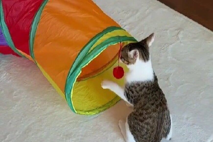 「病を抱えた保護猫」→姉猫とじゃれあう姿が尊すぎる　飼い主「元気すぎて心配なほど」