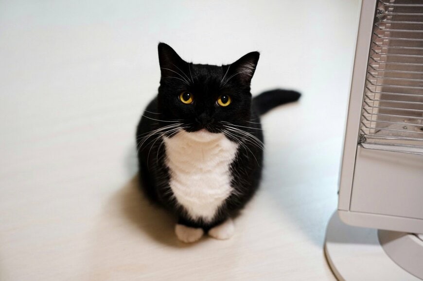 【おもちゃと猫】「構えの時点で100点」夢中で遊ぶ姿が可愛すぎた！「世界一のキャッチャー」姿に反響