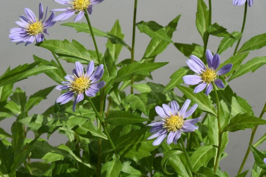 tamu1500/shutterstock.com