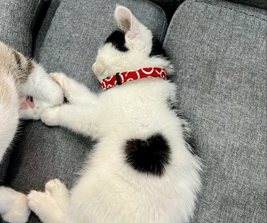 【癒やし】「ハート模様」の子猫ちゃんの可愛すぎる寝姿に1.7万いいね！大きくなった現在の姿との比較も