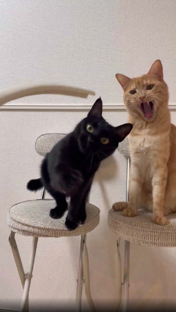 出所：＠Teagle_Noir