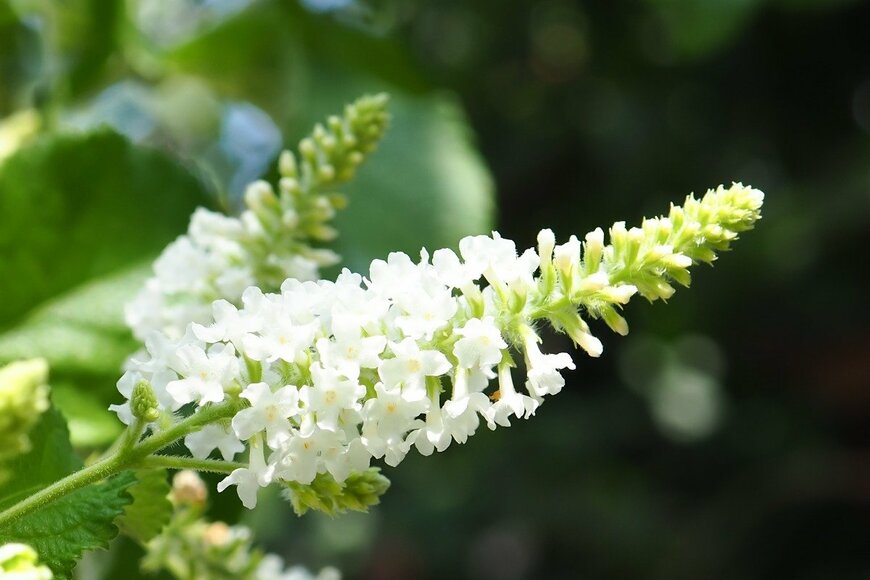 nongnuch vikrutha/istockphoto.com