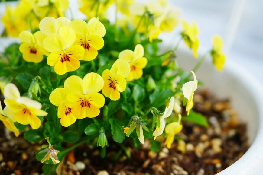 roquette/istockphoto.com