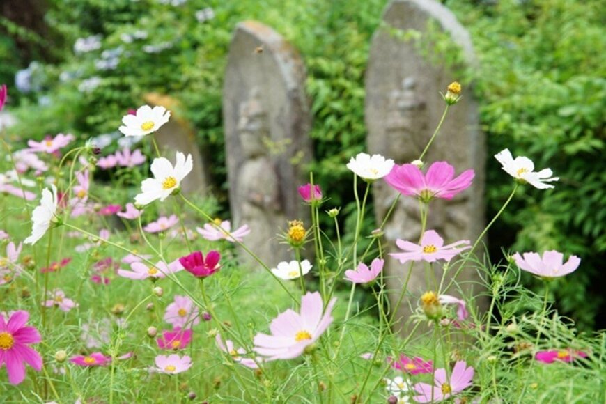 画像出所：アタゴール/写真AC