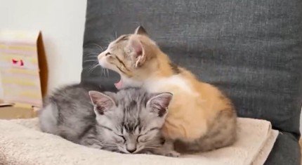 生後1ヶ月半の兄妹子猫「極悪」な行動が100万回再生