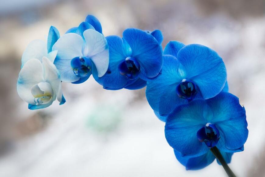 Jolanta Beinarovica/shutterstock.com