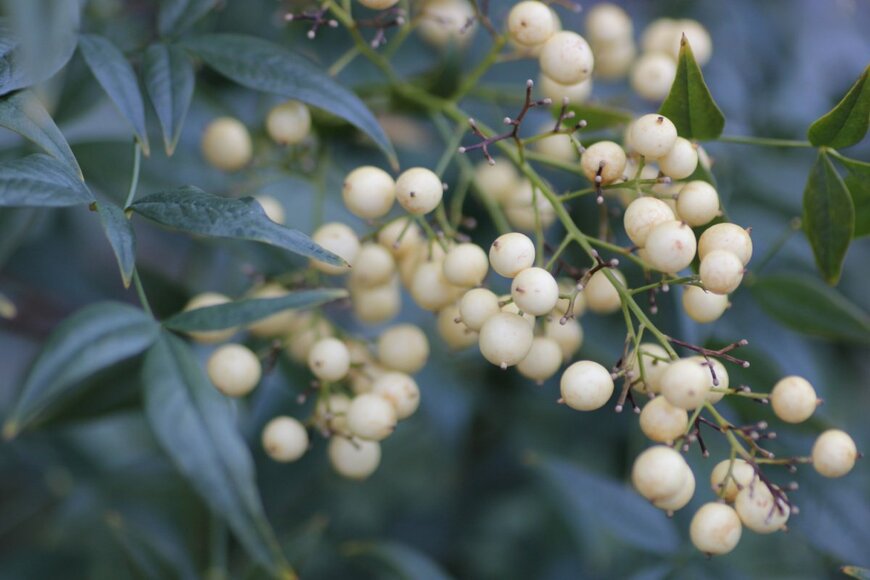 mayu0616/shutterstock.com