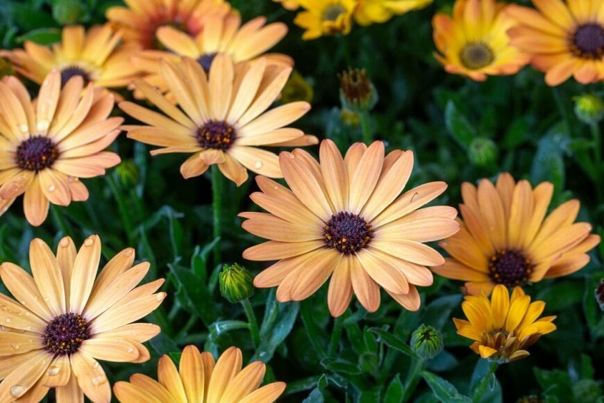 植えっぱなしでも《毎年おしゃれな花が咲く》多年草5選。この春お庭に迎えたい花はどれ？