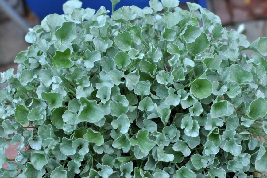 ディコンドラ　Orest Lyzhechka/istockphoto.com