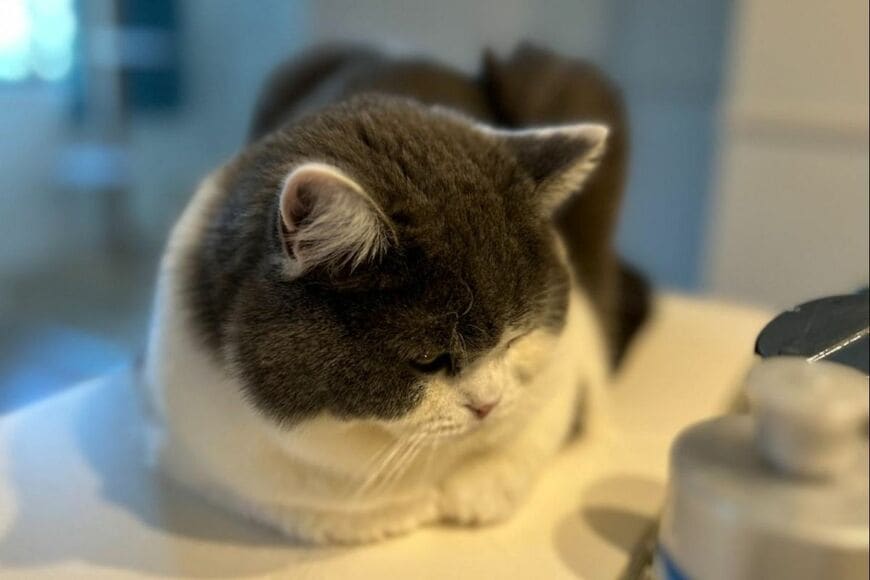 【見られてた】飼い主の「コソコソした立ち食い」を見つめる猫　あまりにも「冷ややかな視線」に笑ってしまう