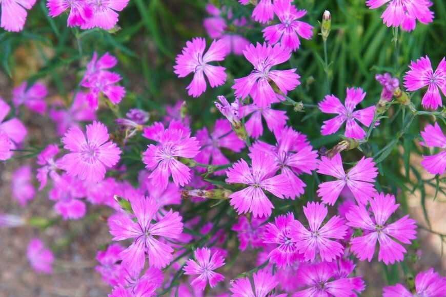 【ガーデニング】ピンクの花が可愛い「多年草・オススメ6選」