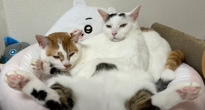 投稿動画のワンシーン