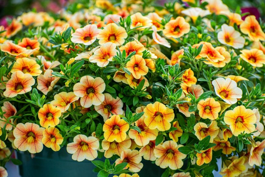 オレンジ色の筋模様が入った黄色いカリブラコアの花が鮮やかで美しく咲いている