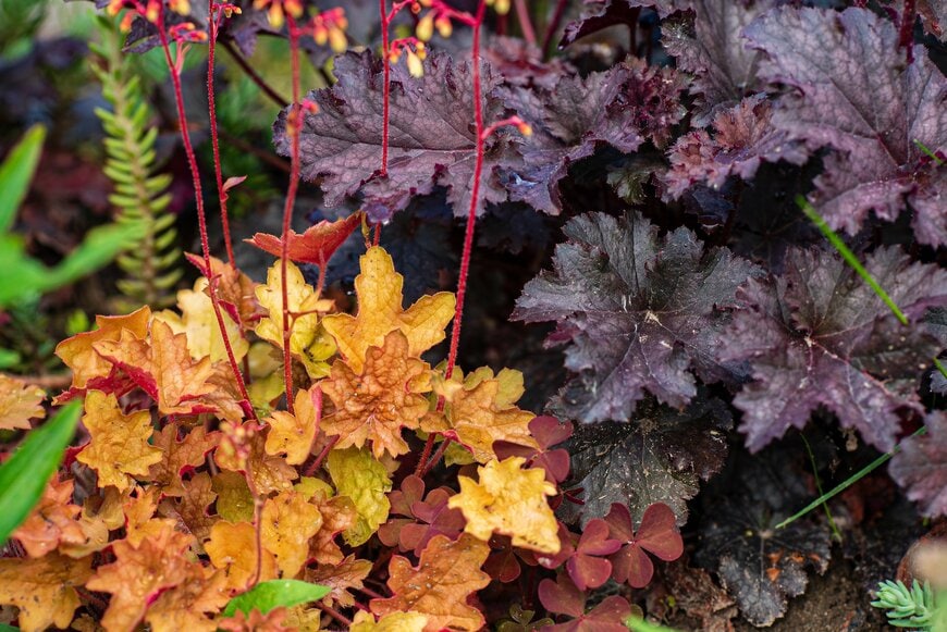 オレンジやワインレッドの葉を広げている、ヒューケラ