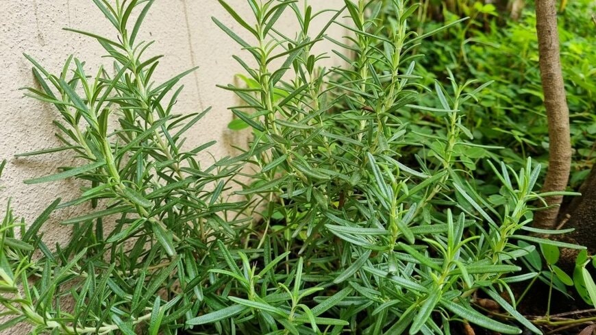 庭で育つローズマリーの写真