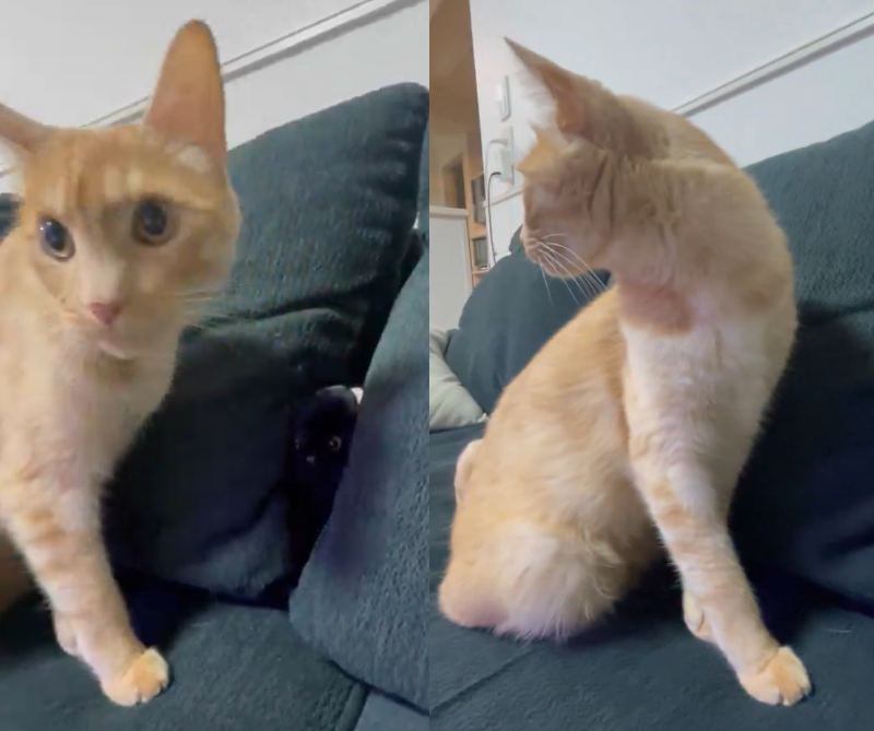 投稿動画のワンシーン