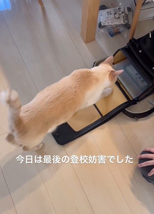 登校妨害をする猫