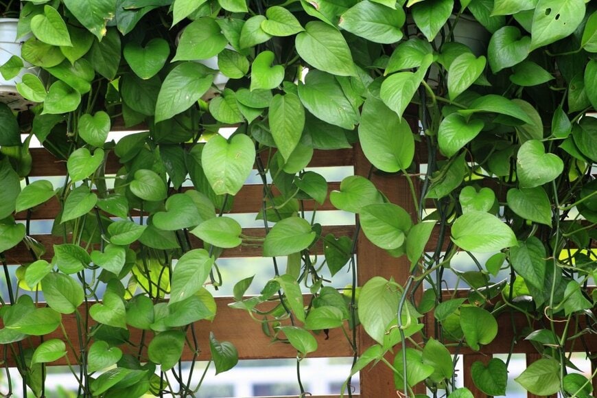 緑の葉のつる植物