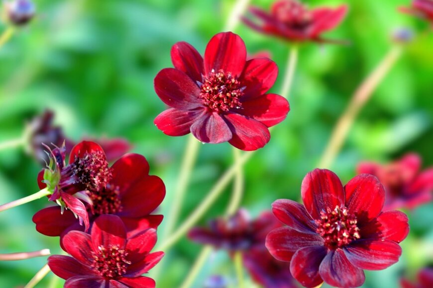 えんじ色の花を咲かせているチョコレートコスモス