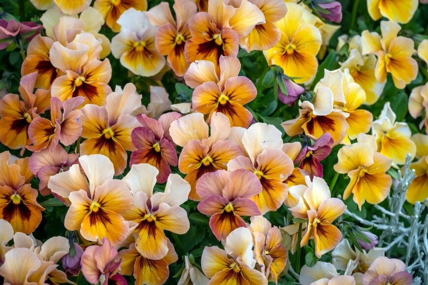 アプリコットオレンジの花を咲かせている、ビオラ