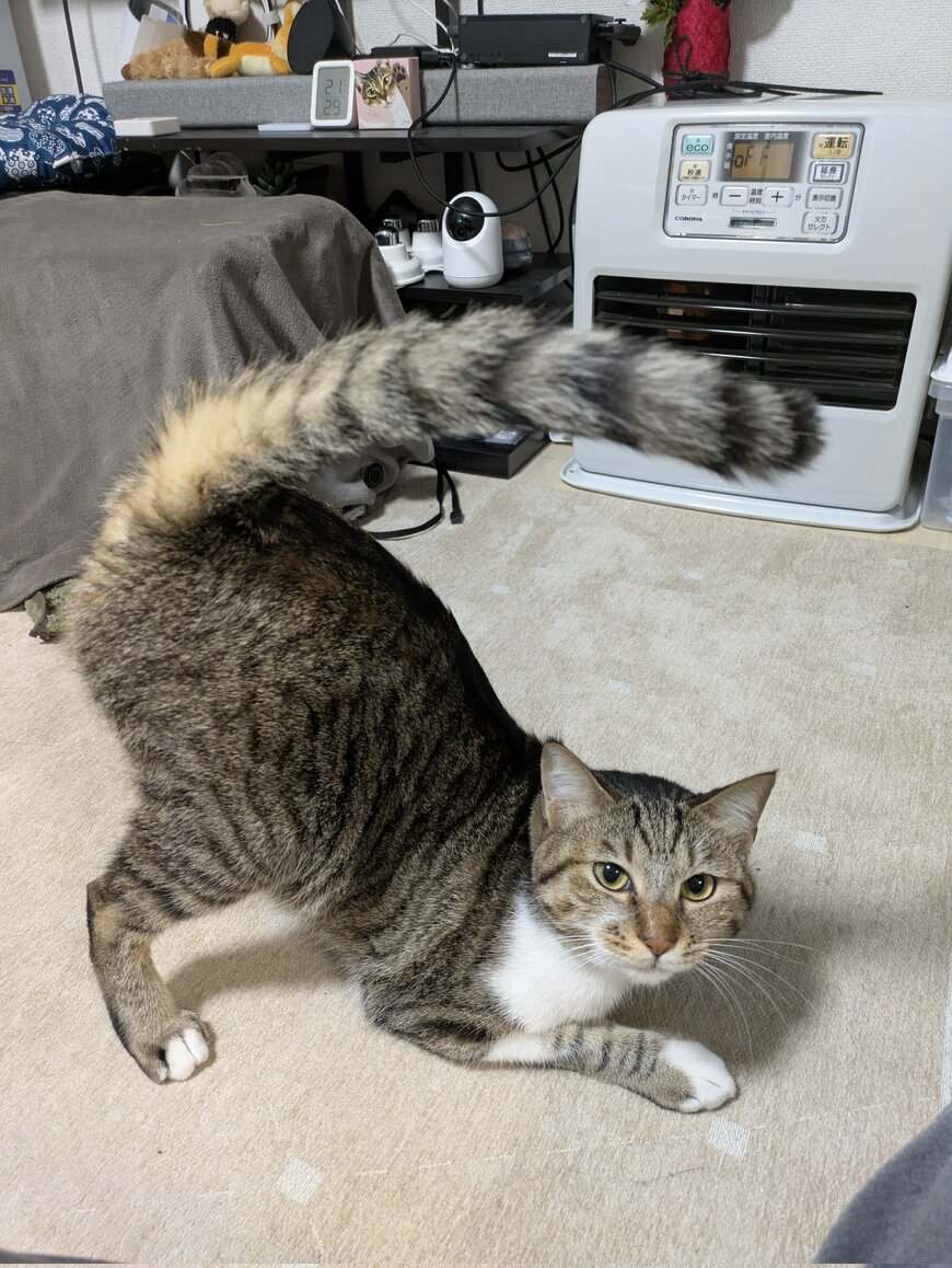 お尻をトントンされるのを待つ猫ちゃん