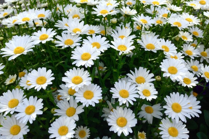 白い花が可愛らしいノースポール