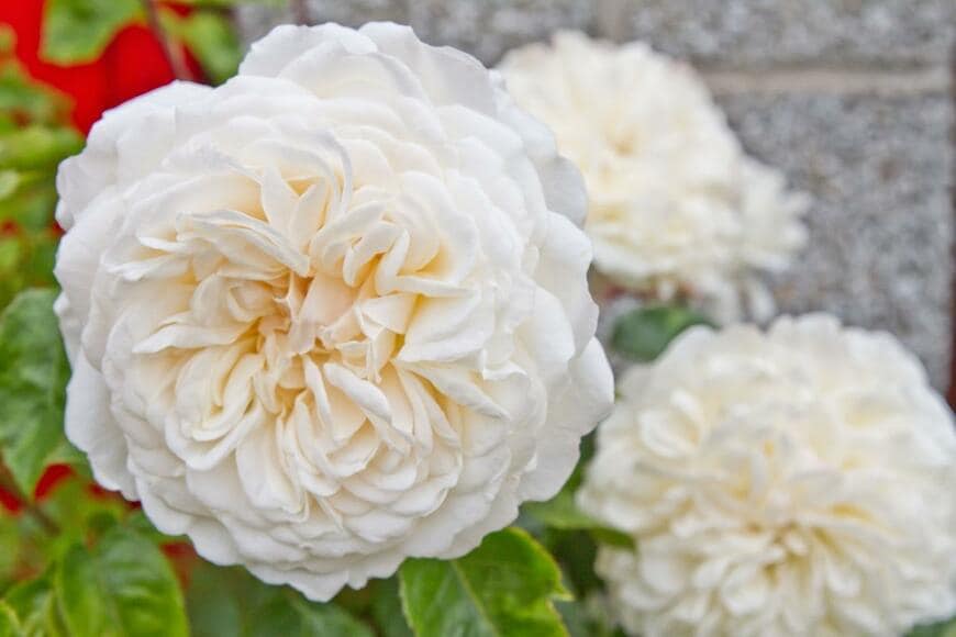 トランクウィリティーという名のバラ。丸い花弁で、色は白、花の中央部はクリーム色。