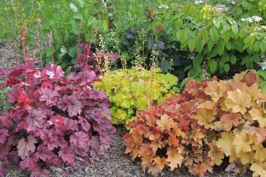 赤とオレンジ、黄緑色の葉の上に小さな花を咲かせているヒューケラ