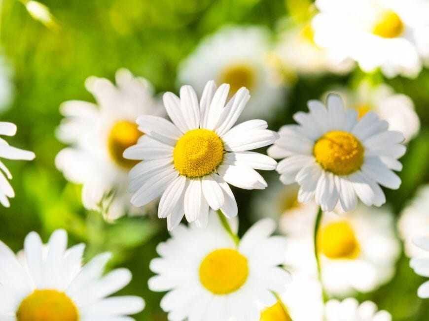 中央が黄色、花びらが白の、ノースポールの花