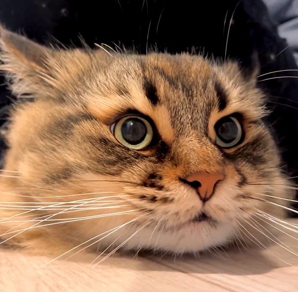 飼い主さんと猫